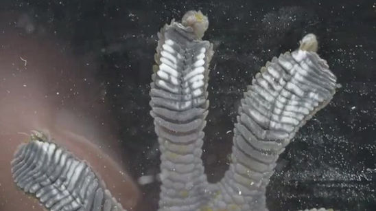 Sensor Images of Tokay Gecko Feet
